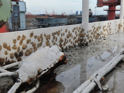 Flighted Spongy Moth Complex egg masses on the deck of a ship