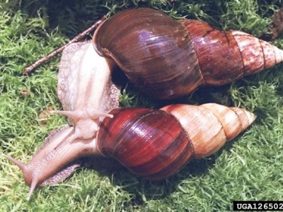 Two white-bodied snails with brown striped shells on the ground.