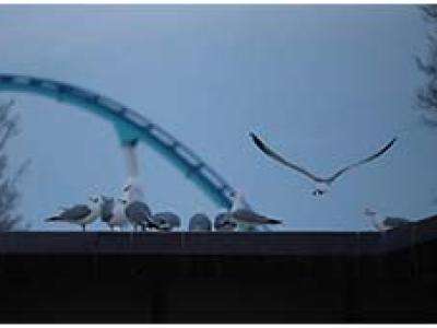 seagulls on roof