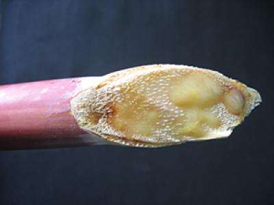 Reddish sugarcane stem with yellow gum oozing from the cut end of the stem.