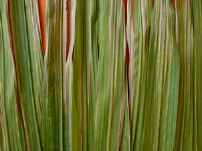 Group of green leaves with brownish yellow vertical stripes.