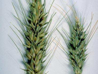 Two ears of smutted wheat