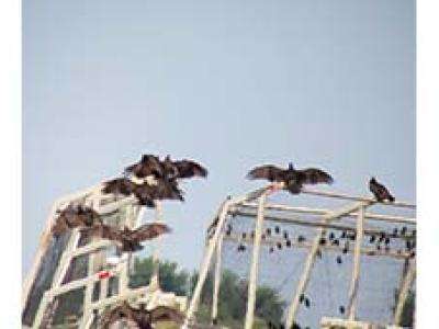 loafing turkey vultures