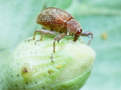 Top view of a brownish-red boll weevil adult on an immature cotton boll.