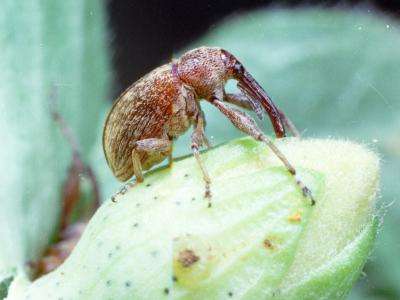 Side view of a brownish-red boll weevil adult on an immature cotton boll.