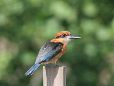 Micronesian kingfisher