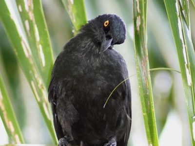 Micronesian starling