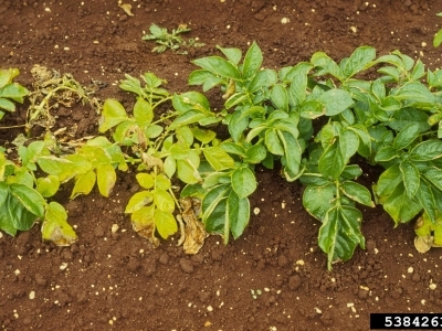 Row of potato plants with yellowing, wilting leaves.