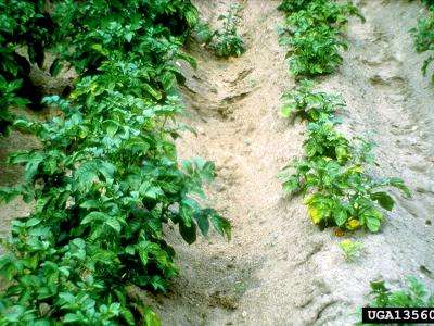 Potato Plants Infected with Globodera rostochiensis