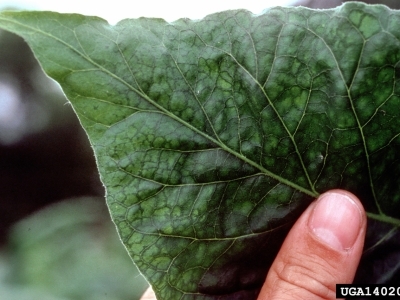 PVY symptoms on a tobacco leaf.