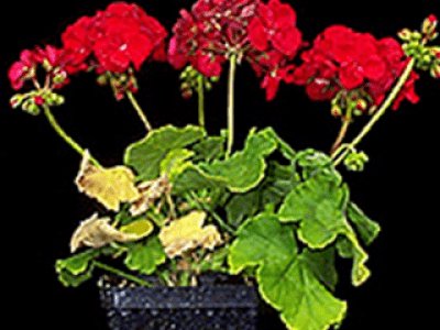 Geranium plant with red flowers and yellowing leaves.