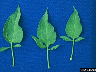 Three green leaves laying next to one another on a blue ground.