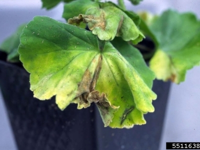 Close up of a geranium leaf with yellowing.