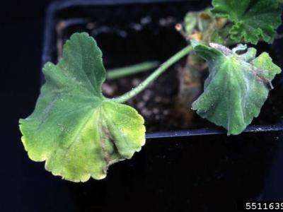 Geranium leaf with yellowing.