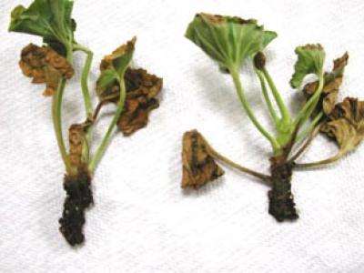 Plant cuttings with brown dying leaves.