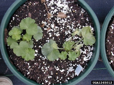 Close up of a dead geranium plant.