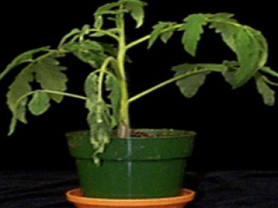 Close up of a tomato plant with wilted leaves