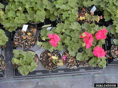 Tray of geranium plants, some showing wilting.