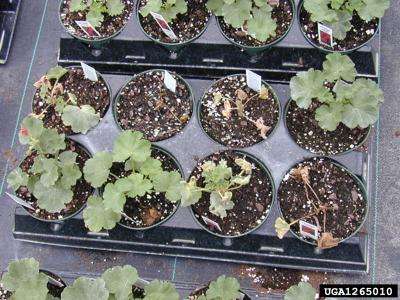 Tray of geranium plants with some showing signs of wilt.