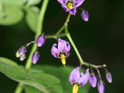 Close up of purple flowers on a bittersweet plant
