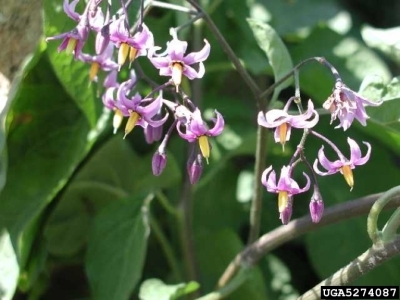 Close up of purple flowers on a bittersweet plant