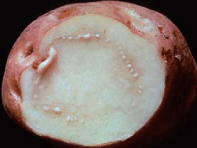 Cross-section of a potato tuber showing raised bumps in the potato flesh.