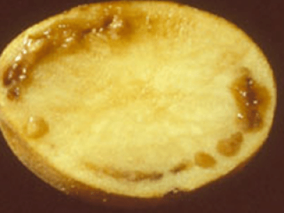Cross-section of a potato tuber showing raised brown bumps