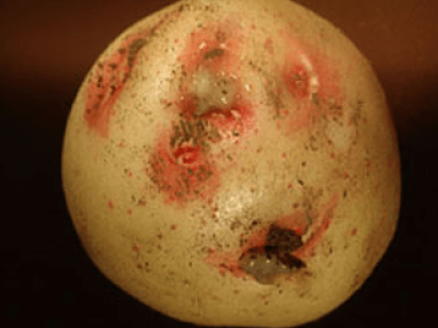 Potato with lesions on its skin.
