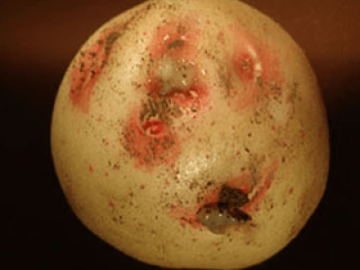 Potato with lesions on its skin.