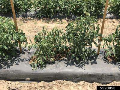Wilting tomato plants