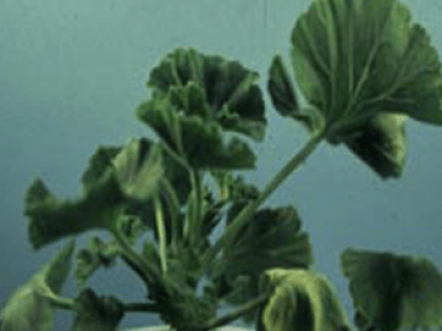 Green geranium plants showing wilting symptoms.