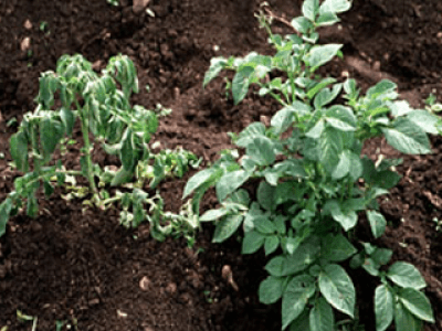 Potato plant with wilting leaves