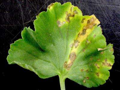 Green geranium leaf with yellow and brown patches.