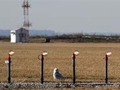 snowy owl