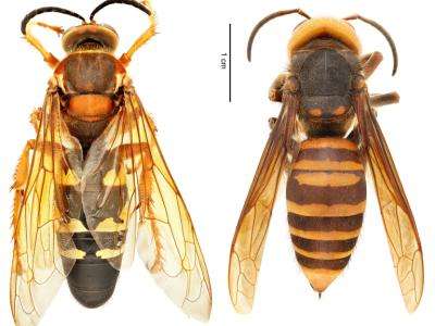 (left) Eastern cicada killer (Sphecius speciosus) | (right) northern giant hornet (Vespa mandarinia)