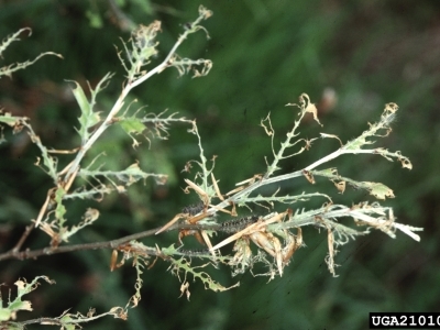 Defoliated oak branch from spongy moth