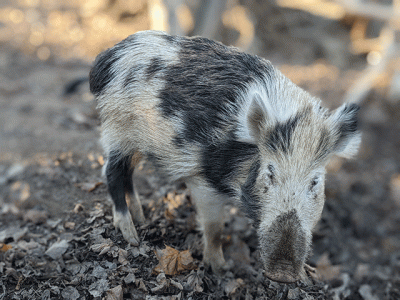 black and white spotted feral boar