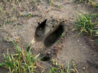 track from a feral pig in the mud