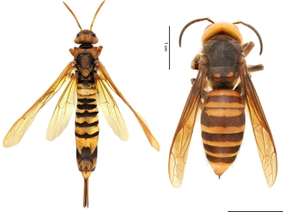 (left) Pigeon tremex (Tremex Columba) | (right) northern giant hornet (Vespa mandarinia)