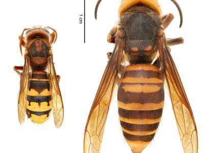 (left) European hornet (Vespa crabro) | (right) northern giant hornet (Vespa mandarinia)
