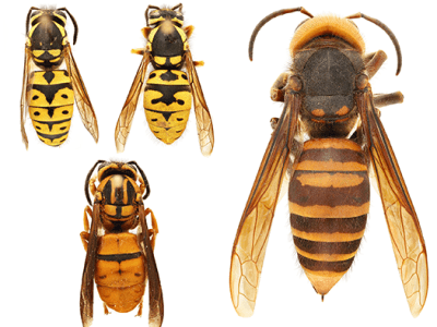 (left) Various species of yellowjackets (Vespula spp.) | (right) northern giant hornet (Vespa mandarinia)