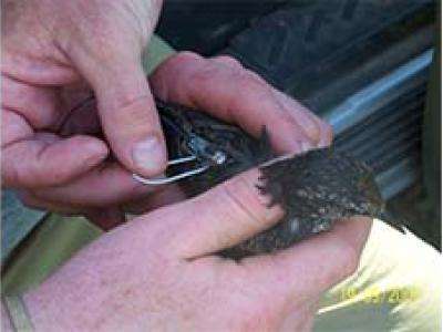 starling being tagged