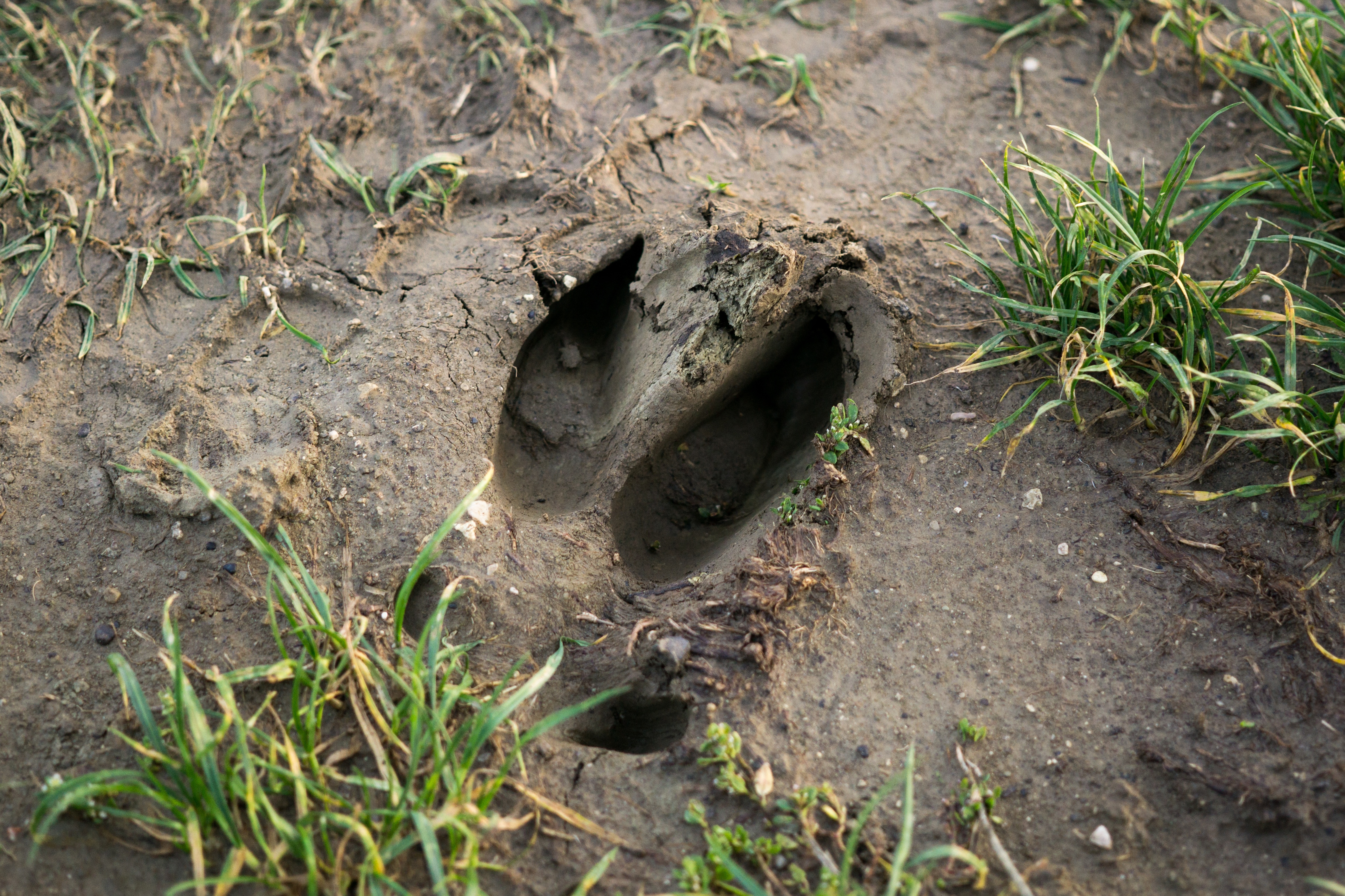 track from a feral pig in the mud